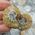 Crystallised Ammonite Pair