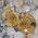 Crystallised Ammonite Pair