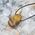 Tiger Eye Tumbled Stones
