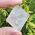 Pink Optical Calcite
