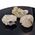 Apophyllite Cluster Specimen in Gift Box