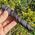 Ancestralite Massage Wand