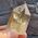 Natural Citrine Polished Point No31