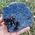 Biotite Mica ​Specimen​ no1