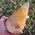 Orange Calcite Dogtooth Crystal No1A
