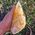 Orange Calcite Dogtooth Crystal No1A