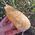 Orange Calcite Dogtooth Crystal No2A