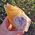 Orange Calcite Dogtooth Crystal No2A