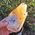 Orange Calcite Dogtooth Crystal No2A