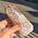 Smoky Elestial Point Polished Quartz Crystal #E5