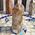 Smoky Elestial Point Polished Quartz Crystal #E5
