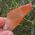 Orange Tangerine Quartz Point No2