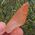 Orange Tangerine Quartz Point No2