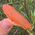 Orange Tangerine Quartz Point No1