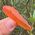 Orange Tangerine Quartz Point No1
