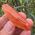 Orange Tangerine Quartz Point No1