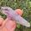 Brandberg Phantom Amethyst Crystal no25a
