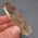 Smoky Citrine Point No3a