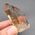 Smoky Citrine Point No4a