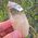 Smoky Citrine Quartz Point No1A