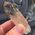 Smoky Citrine Point No3a