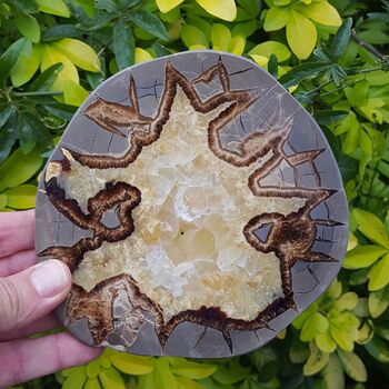 Septarian Ring Slice No1