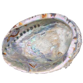 Abalone Shell Large 15-16cm