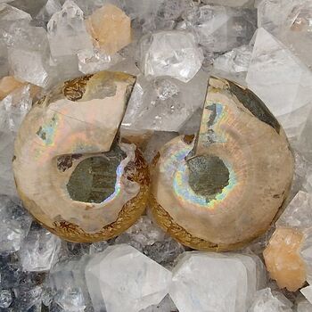 Crystallised Ammonite Pair