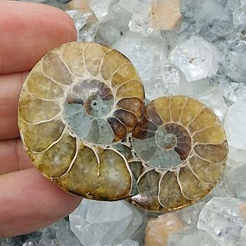Crystallised Ammonite Pair