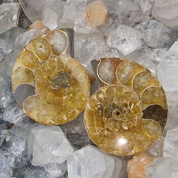 Crystallised Ammonite Pair