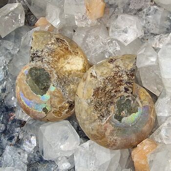 Crystallised Ammonite Pair
