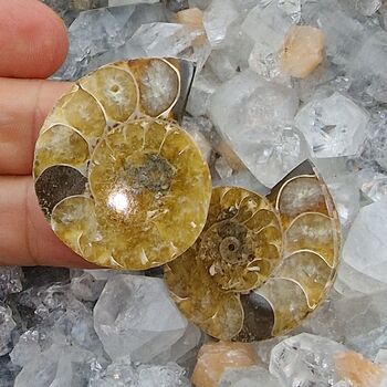 Crystallised Ammonite Pair