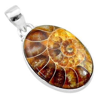 Ammonite Fossil Golden Spiral