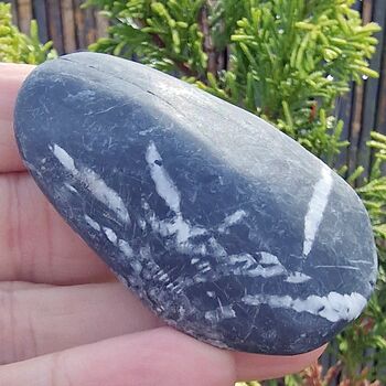 Chrysanthemum Stone