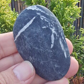 Chrysanthemum Stone