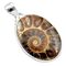 Ammonite Fossil Golden Spiral