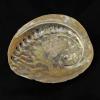 Abalone Shell Medium 10-12cm